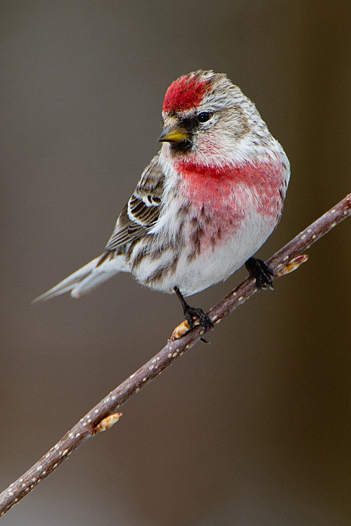 雀形目燕雀科白腰朱顶雀属白腰朱顶雀