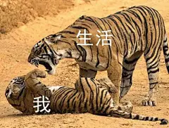 艰难的生活，依旧在努力的活着 
#生活与我表情包# ​​​​