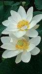 White-Lotus-iphone-5-wallpaper-wbix by glbtmatch, via Flickr: 