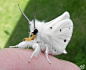 萌萌的法国贵妇犬蛾 Poodle Moth