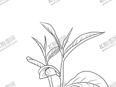 茶叶 【酷图网】茶叶,茶,茶插画,茶手绘,茶图片,手绘,红茶,白茶,绿茶,黑茶,乌龙茶,黄茶,叶子,树叶