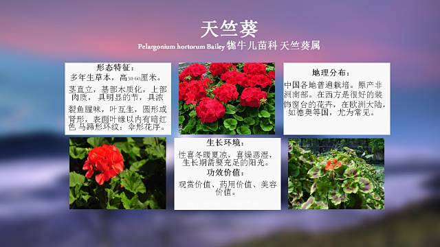 100种 · 常用园林植物，图文并茂 :...