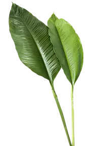 花  草 树木 果果