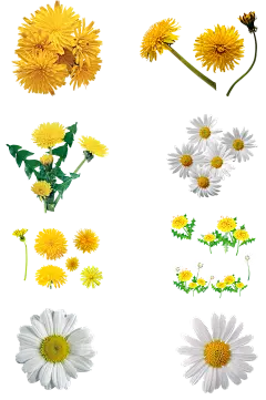 鲜花雏菊野菊花洋甘菊免扣png春天小清新