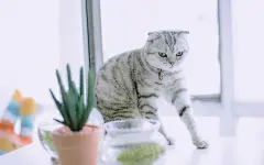 网红猫咪高清萌宠动物壁纸图片