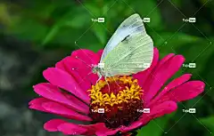 蝴蝶 昆虫 花 百日草 花卉背景 性质 宏 翅膀 夏天 花壁纸