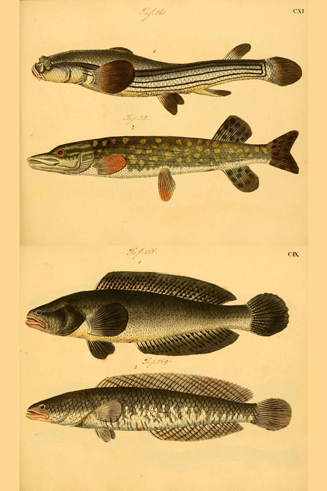 鱼类图鉴黑鱼白斑狗鱼