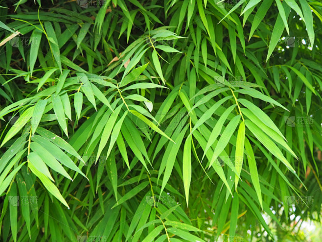 竹,叶子,禅宗,水平画幅,枝繁叶茂,无人,户外,特写,泰国,雨林