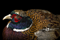 A male Chinese ring necked pheasant, Phasianus colchicus torquatus, at the Plzen Zoo.
