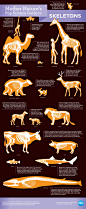 各类动物的骨骼特征