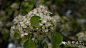 杜梨Pyrus betulifolia_