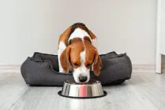 点击来源直接获取大图文件 |可爱的小猎犬在宠物床上从碗里喝水，靠近浅色的墙