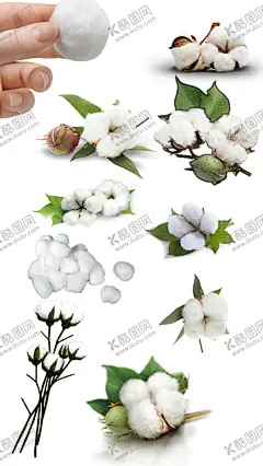 高清免扣棉花素材 【酷图网】棉花,棉,棉花作物,棉花植物,花,手绘棉花,棉花插画,棉花树,手绘棉花树,棉花素材,棉花元素,设计素材,设计,PSD分层素材