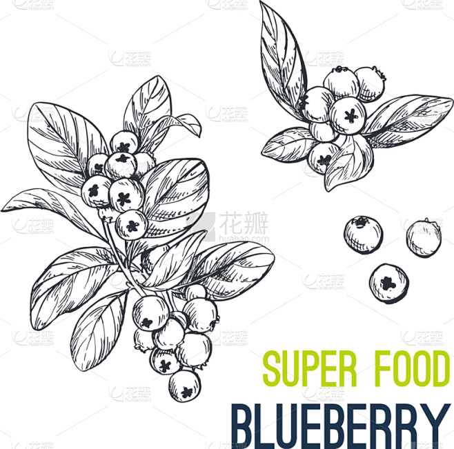 食品,蓝莓,草图,动物手,有机食品,自然...
