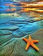 #ÉtoiledeMer  #starfish