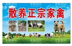 土鸡海报  - 源文件下载【酷图网】土鸡海报,蓝天白云背景,散养土鸡,家禽,公鸡,母鸡