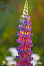 羽扇豆属
羽扇豆属（拉丁学名：Lupinus Linn），被子植物门豆科下一属，一年生或多年生草本植物，偶为亚灌木；叶为指状复叶，托叶与叶柄的基部合生；花常美丽，颜色各种，组成顶生的总状花序或有时轮生；萼二唇形，旗瓣直立，阔，边缘背弯；龙骨瓣有喙，内弯；雄蕊单体，花药异型；花柱内弯，柱头有毛；荚果扁平，种子间有缢纹。羽扇豆属植物可用做土壤改良、饲草、食用和观赏。种子分甜、苦两种，后者含生物碱，误食会中毒。