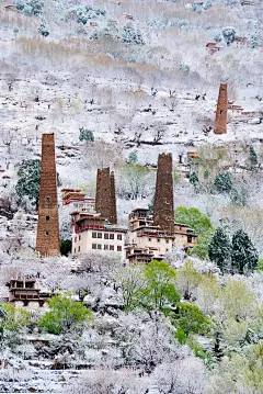 [高原梨花] 高原梨花，如漫山白雪般，静谧而美好。