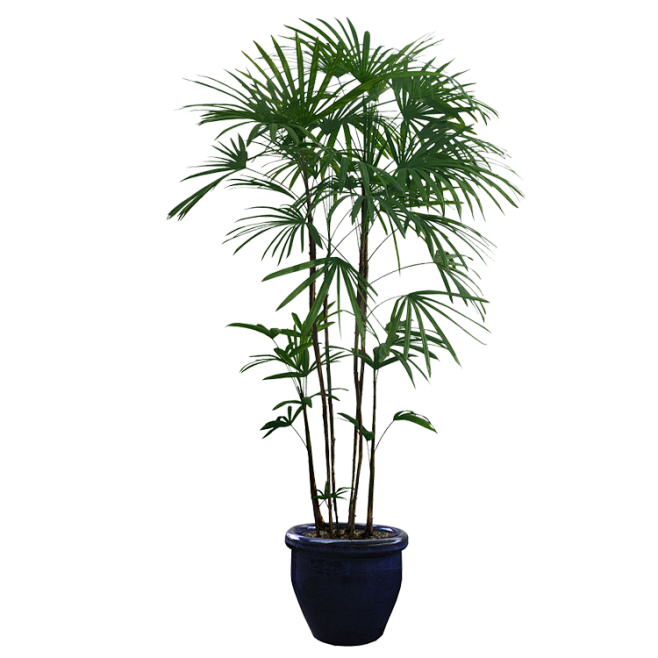 盆栽、盆景、植物png
