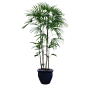 盆栽、盆景、植物png