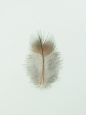 Jared Fowler on Behance