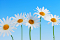 Daisy flowers on blue background by Elena Elisseeva on 500px