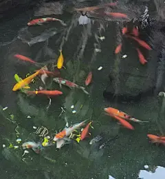 何事秋风悲画扇。