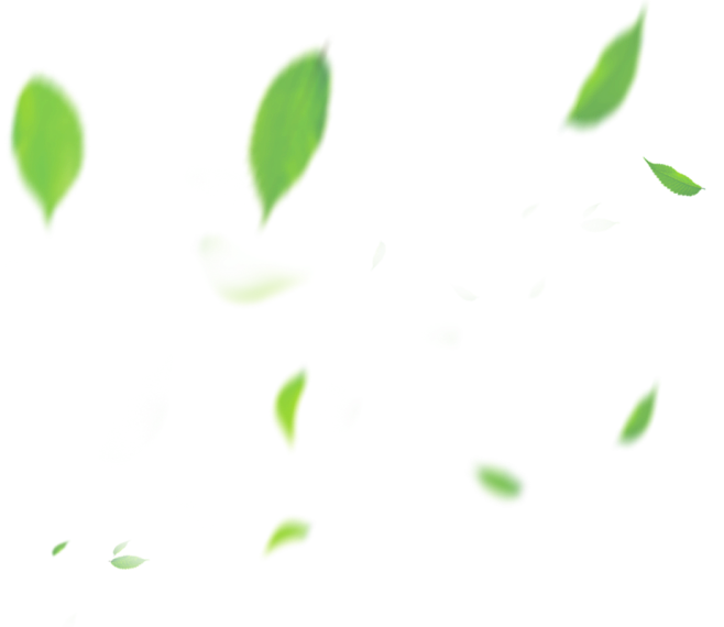 飘叶 png 素材