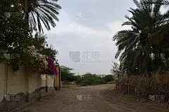 街景写真自然观云，椰枣树植草城市生活，建筑蓝天自然棕榈枣风景外壁纸背景