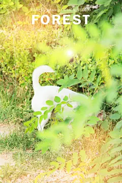 淘宝装修设计、标志、企业形象、海报、名片、宠物摄影及后期修图制作等平面设计柴犬 #Logo# #素材# #包装# #色彩# #经典#联系电话：15942487026