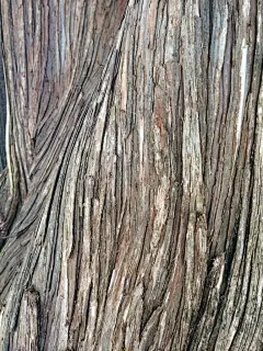 树木树皮纹理裂纹木纹