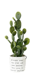 盆栽png (8)
