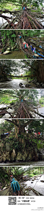 这里是印度尼西亚苏门答腊岛西部境内，在湍急的河流上方仅仅数米高处，人们用缠绕在一起的发达树木根系构建成“活的桥梁”。在当地语言中这种树根桥梁被称为“Jembatan Akar”，其在连接沟通当地各居民点之间发挥着关键性的作用。http://t.cn/zH4Xg4z