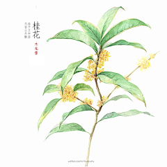 唇上痕采集到花卉