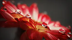 红花水滴壁纸封面大图