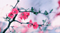 General 2560x1440 flowers branch spring pink flowers plants