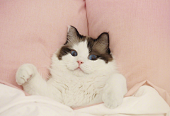 狸花猫采集到动物