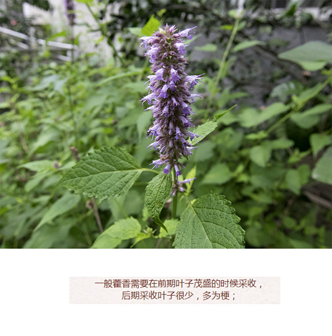 藿香 广藿香 土霍香 大藿香500g山茴香 水蔴叶 猫尾巴香 藿香叶-tmall.com天猫