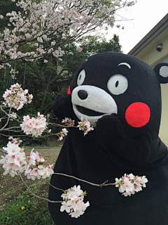 凉风子采集到霓虹·KUMAMON