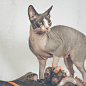 SPHYNX－加拿大斯芬克斯猫无毛猫照片---酷图编号2