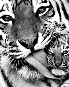 --wisdom❤Flavié采集到ANIMALS