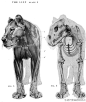 狮子肌肉骨架结构