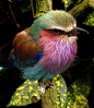 紫胸佛法僧，栖息于南部非洲和阿拉伯半岛的一种鸟类，不仅名字霸气，还将14种不同颜色的羽毛集于一身，瑰丽无比……感觉是上帝刚拿到彩色打印机之后兴奋过度的作品……