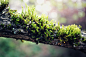 General 2650x1767 branch nature moss