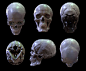 Skull study, Phillip Bailey