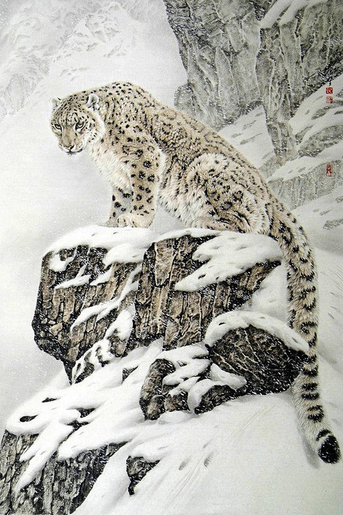 Snow Leopard, China
...