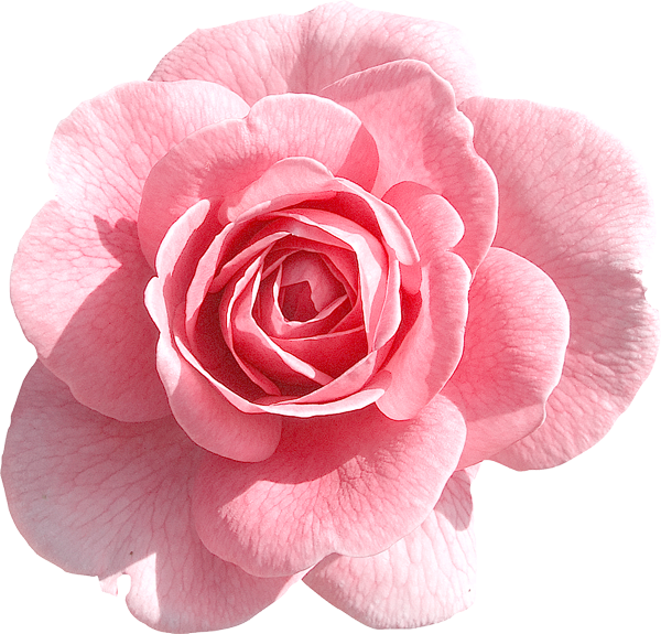 Flowers Background F...