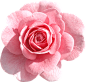 Flowers Background Free 600*575 transprent Png Free Download - Pink, Plant, Flower. - CleanPNG / KissPNG