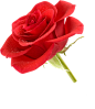 png手绘彩绘植物绿叶唯美红色鲜花花卉花朵素材  艺术插画素材 红玫瑰
@冒险家的旅程か★