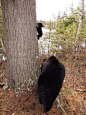 Baby Bear learning to climb